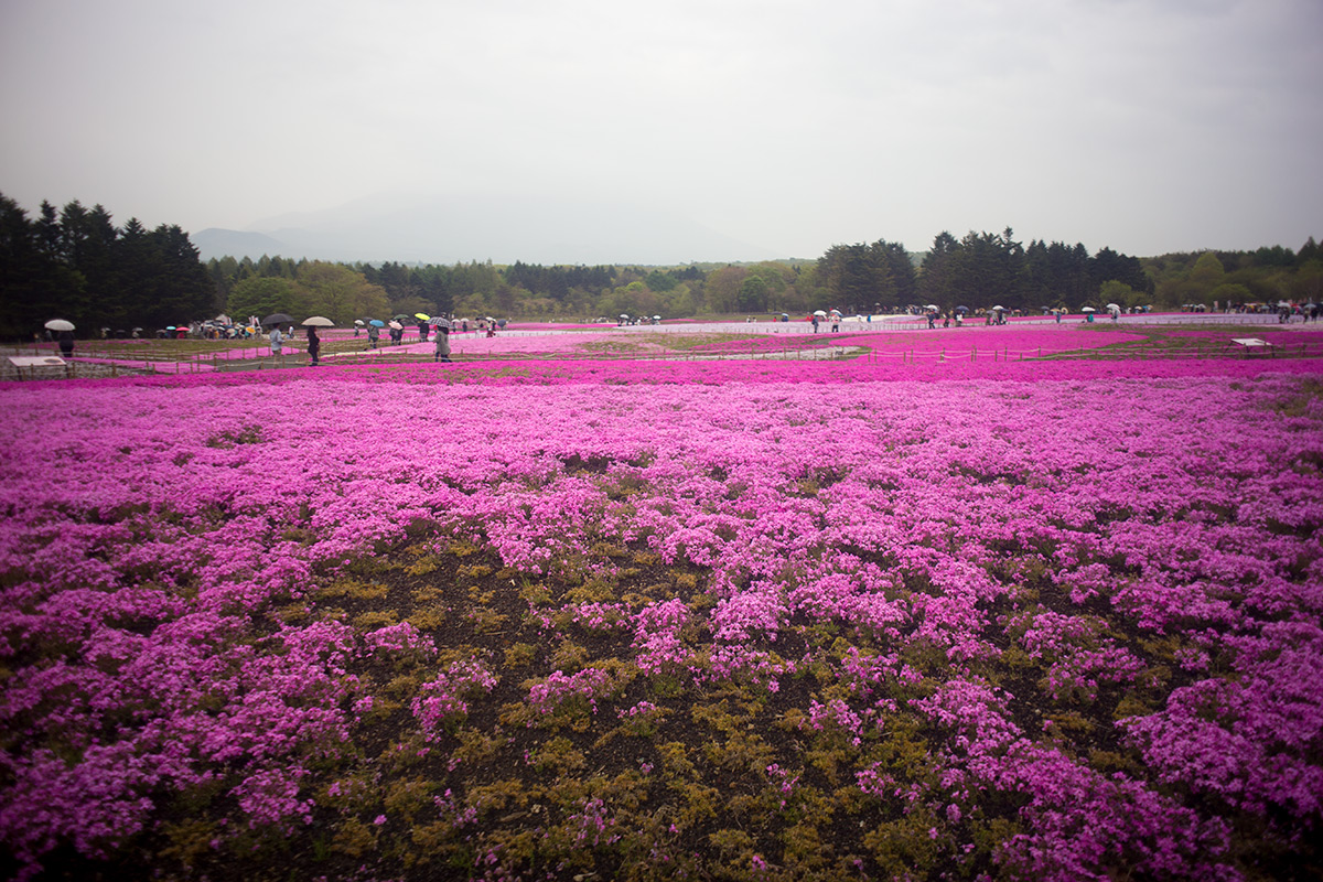 富士芝桜まつり w/ ENNA Munchen Lithagon 1:4/24mm - 2016-5-6