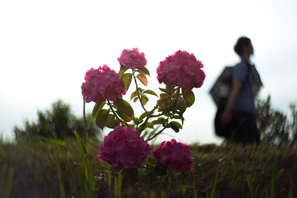 開成町あじさいまつり w/ NEW Petzval 58 BOKEH CONTROL ART LENS / 1:1.9/58mm - 2016-6-11