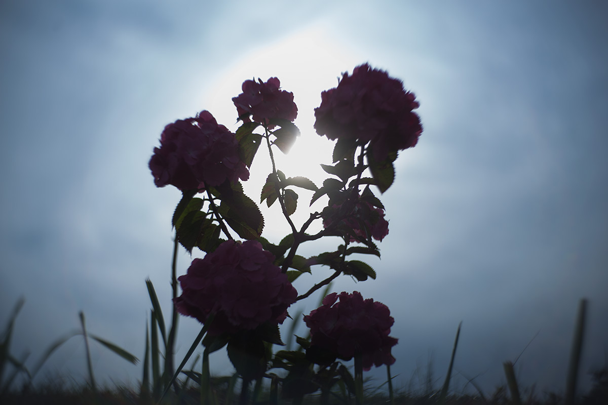 開成町あじさいまつり w/ NEW Petzval 58 BOKEH CONTROL ART LENS / 1:1.9/58mm - 2016-6-11