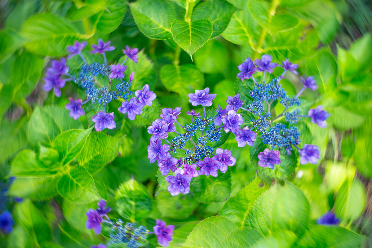 開成町あじさいまつり w/ NEW Petzval 58 BOKEH CONTROL ART LENS / 1:1.9/58mm - 2016-6-11