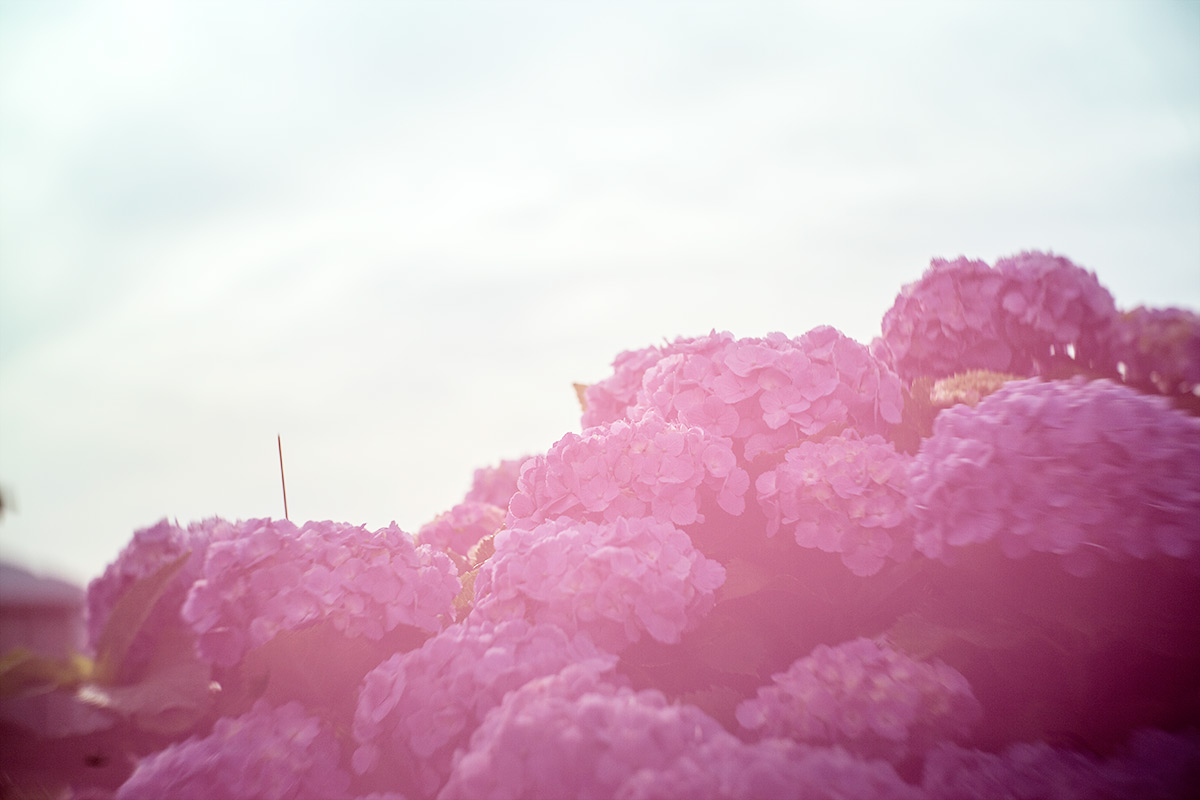 開成町あじさいまつり w/ NEW Petzval 58 BOKEH CONTROL ART LENS / 1:1.9/58mm - 2016-6-11