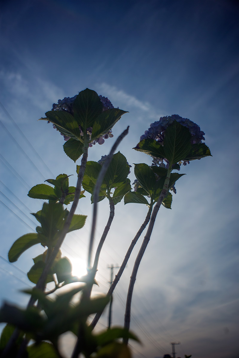 開成町あじさいまつり w/ NEW Petzval 58 BOKEH CONTROL ART LENS / 1:1.9/58mm - 2016-6-11