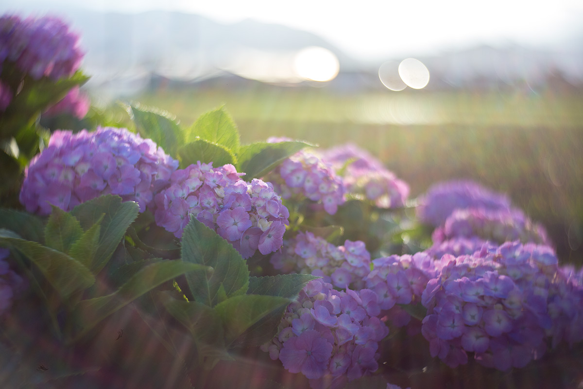 開成町あじさいまつり w/ NEW Petzval 58 BOKEH CONTROL ART LENS / 1:1.9/58mm - 2016-6-11