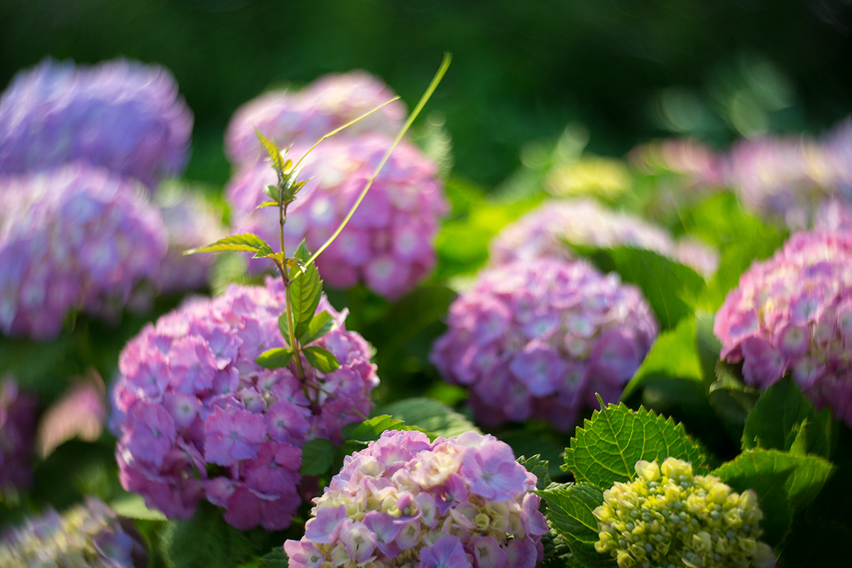 開成町あじさいまつり w/ NEW Petzval 58 BOKEH CONTROL ART LENS / 1:1.9/58mm - 2016-6-11