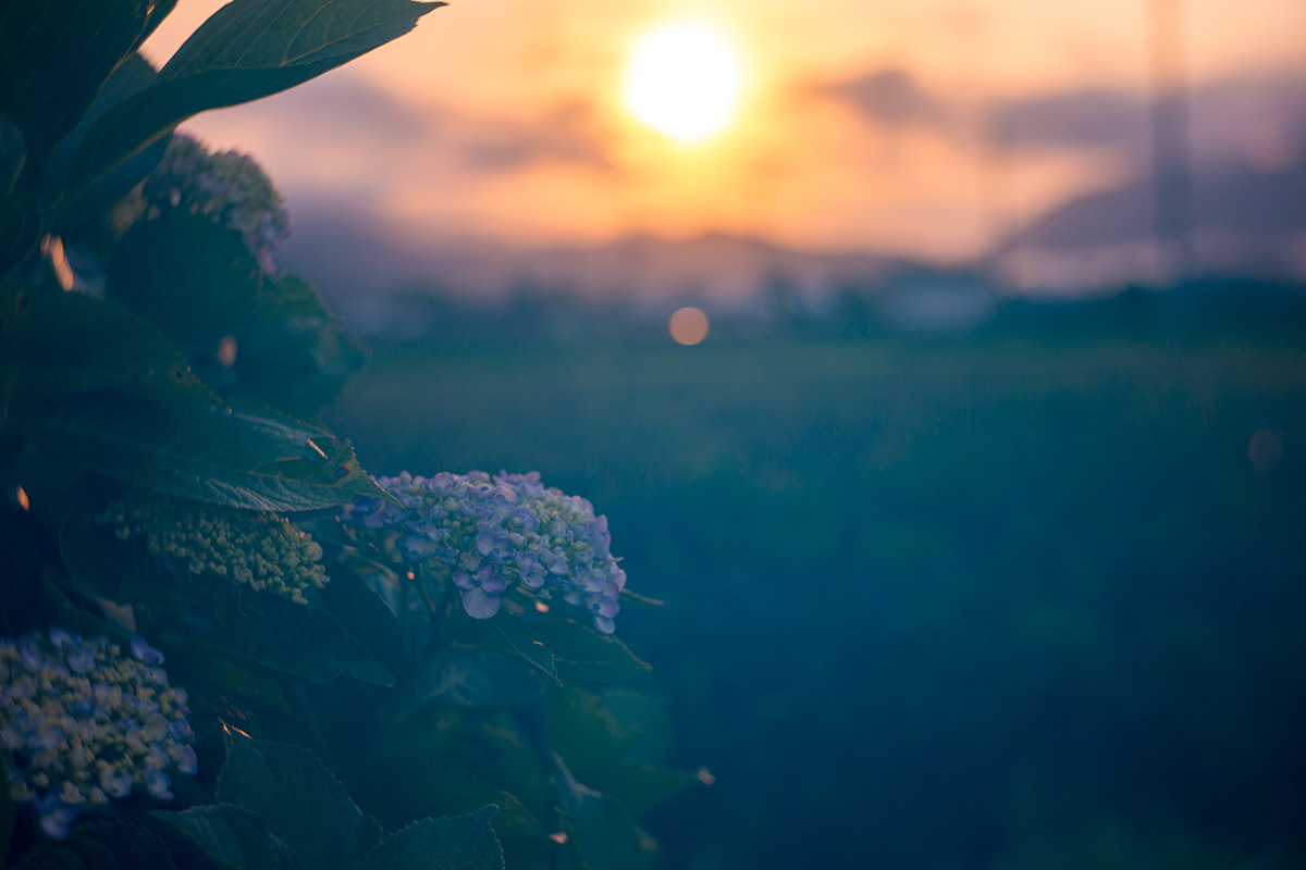 開成町あじさいまつり w/ NEW Petzval 58 BOKEH CONTROL ART LENS / 1:1.9/58mm - 2016-6-11