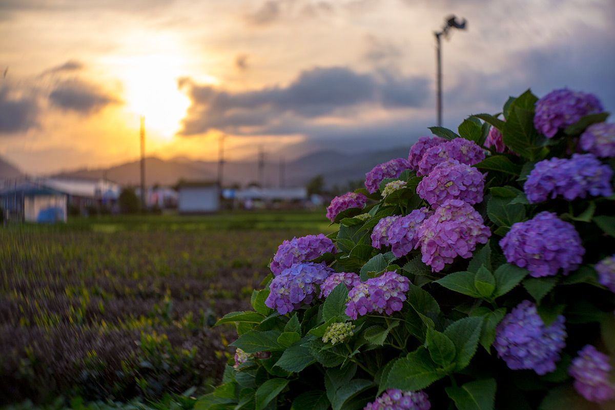 開成町あじさいまつり w/ NEW Petzval 58 BOKEH CONTROL ART LENS / 1:1.9/58mm - 2016-6-11