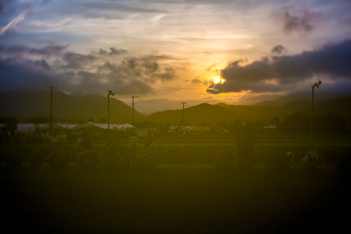 開成町あじさいまつり w/ NEW Petzval 58 BOKEH CONTROL ART LENS / 1:1.9/58mm - 2016-6-11