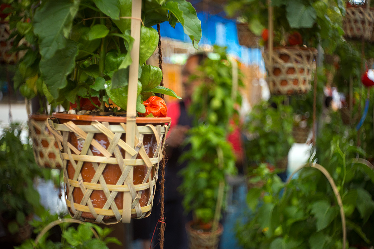 浅草寺 鬼灯市 w/ Steinheil Munchen Cassaron 1:3.5 f=40mm VL - 2016-7-10