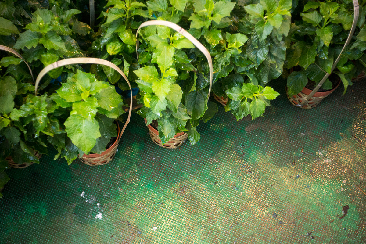 浅草寺 鬼灯市 w/ Steinheil Munchen Cassaron 1:3.5 f=40mm VL - 2016-7-10