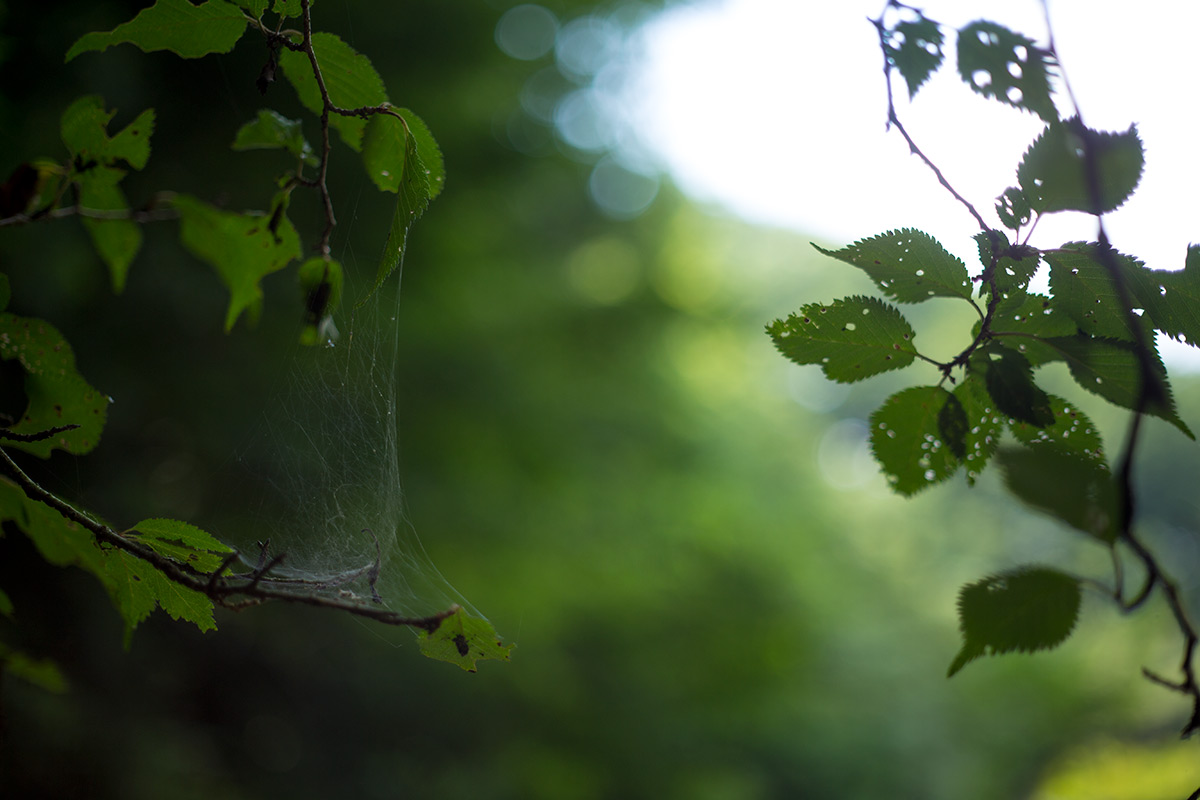 神奈川県 愛甲郡 愛川町 w/ VOIGTLANDER SEPTON 1:2/50 - 2016-7-19