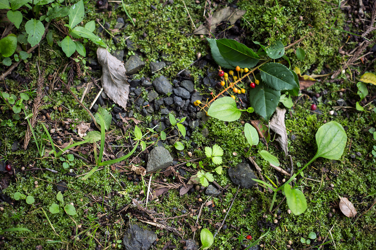 神奈川県 愛甲郡 愛川町 w/ VOIGTLANDER SEPTON 1:2/50 - 2016-7-19
