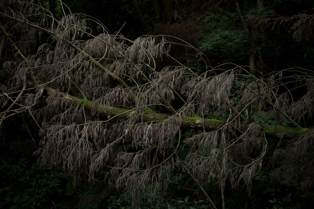 神奈川県 愛甲郡 愛川町 w/ VOIGTLANDER SEPTON 1:2/50 - 2016-7-19