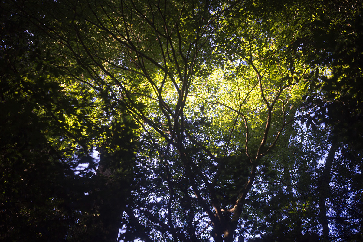 箱根神社 w/ Angenieux Paris 50 1:2.9 TYPE Z7 - 2016-9-4
