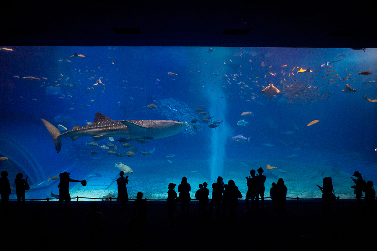 沖縄美ら海水族館 w/ ANGENIEUX PARIS F.28 1:3.5 RETROFOCUS TYPE R 11 - 2016-9-30