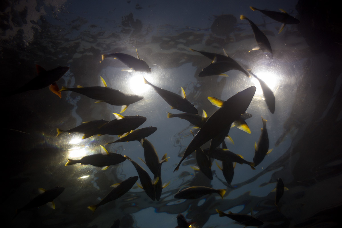 沖縄美ら海水族館 w/ P. ANGENIEUX PARIS F.28 1:3.5 RETROFOCUS TYPE R 11 - 2016-9-30