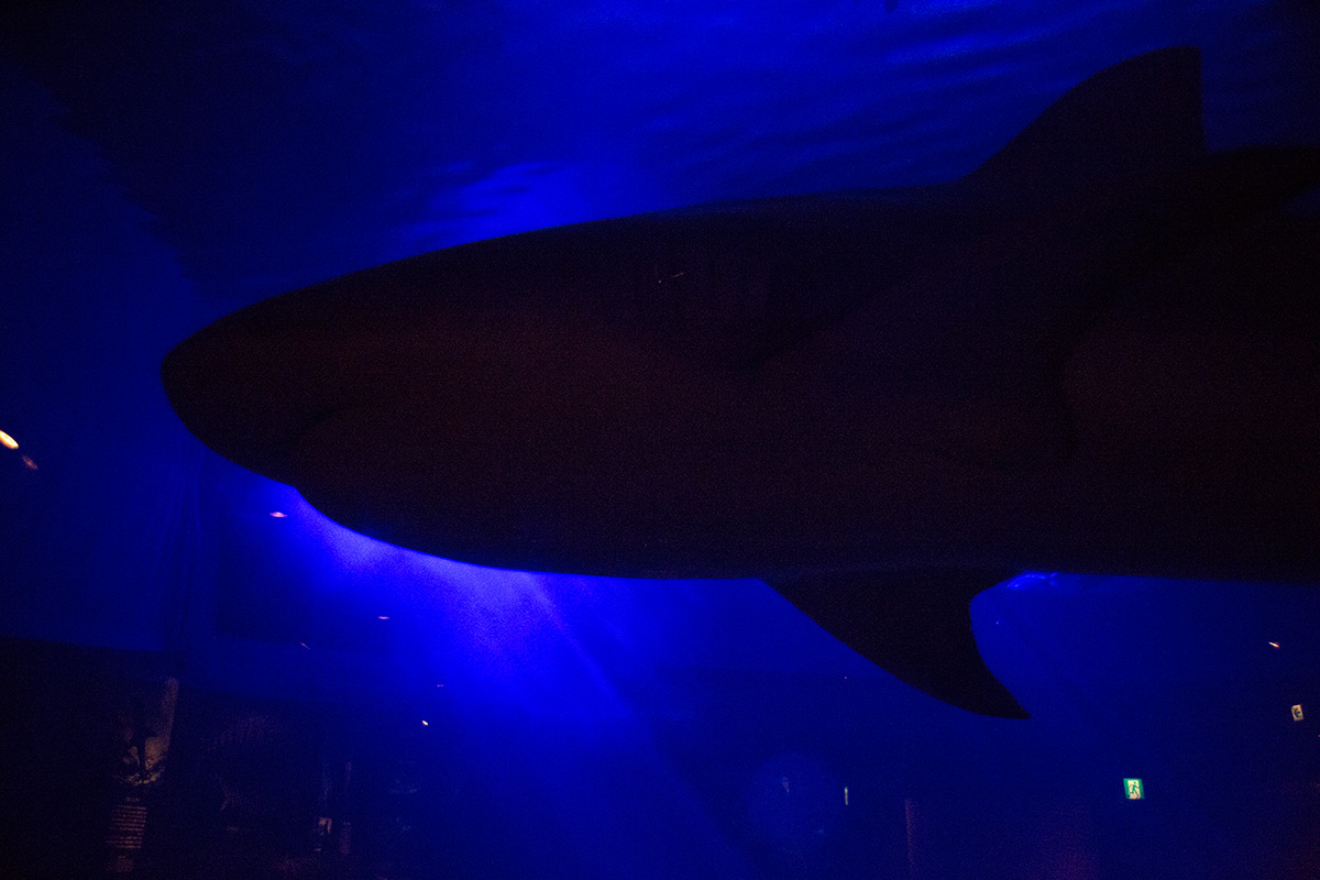 沖縄美ら海水族館 w/ P. ANGENIEUX PARIS F.28 1:3.5 RETROFOCUS TYPE R 11 - 2016-9-30