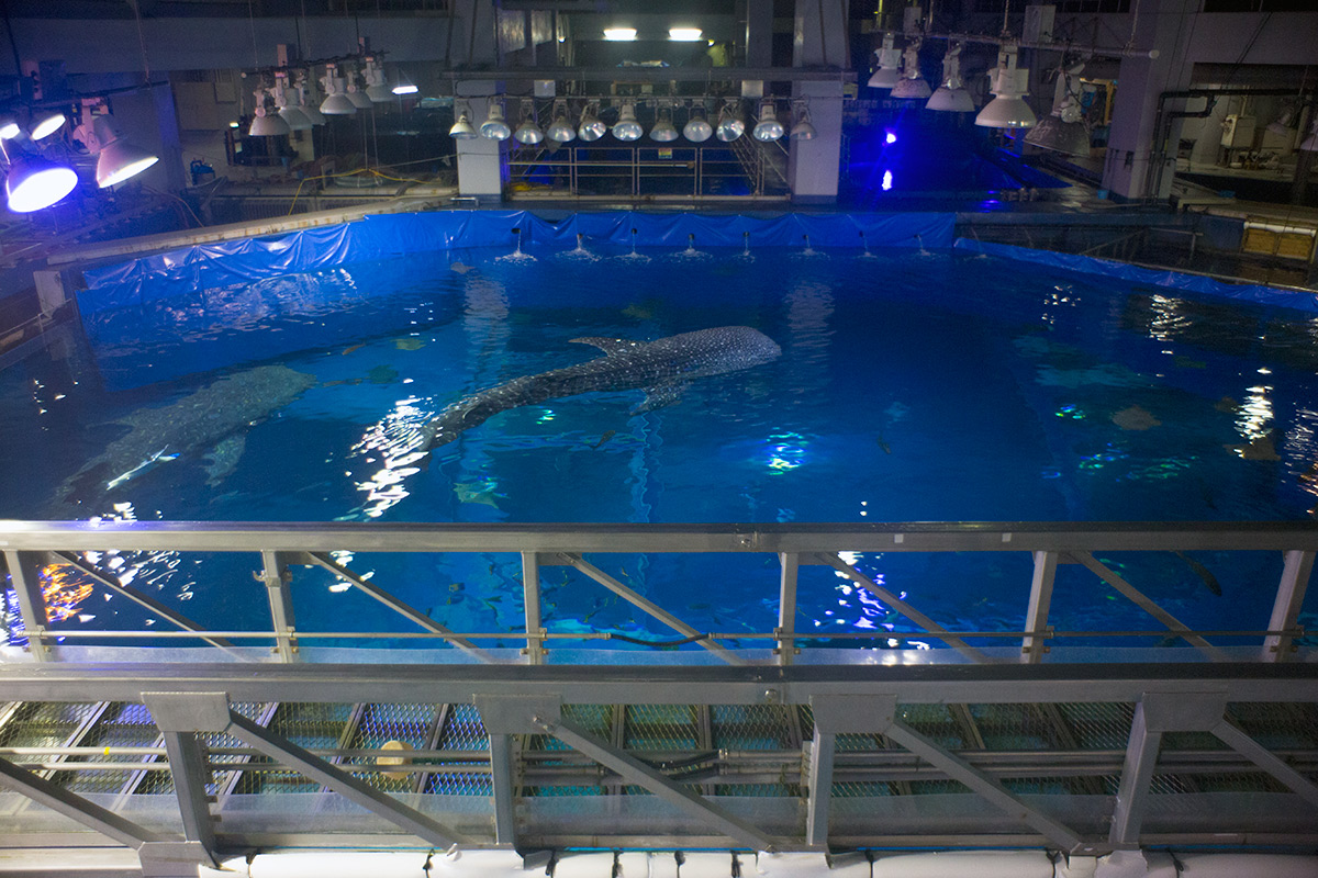 沖縄美ら海水族館 w/ P. ANGENIEUX PARIS F.28 1:3.5 RETROFOCUS TYPE R 11 - 2016-9-30