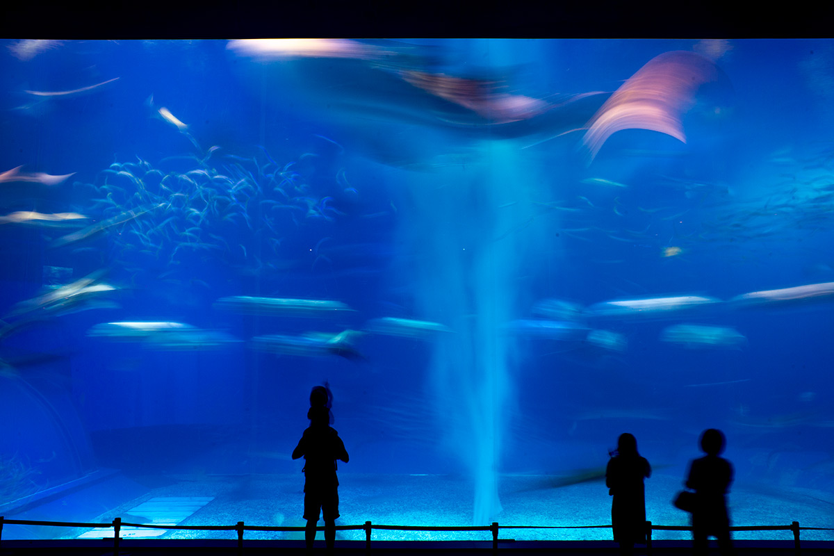沖縄美ら海水族館 w/ P. ANGENIEUX PARIS F.28 1:3.5 RETROFOCUS TYPE R 11 - 2016-9-30