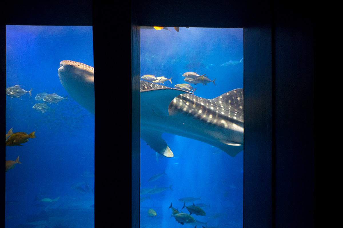 沖縄美ら海水族館 w/ P. ANGENIEUX PARIS F.28 1:3.5 RETROFOCUS TYPE R 11 - 2016-9-30