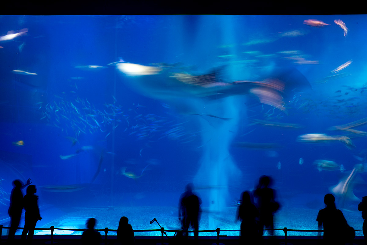 沖縄本島 w/ Angenieux 28/3.5 &amp; Carl Zeiss Ultron 1.8/50 - 2016-10-3