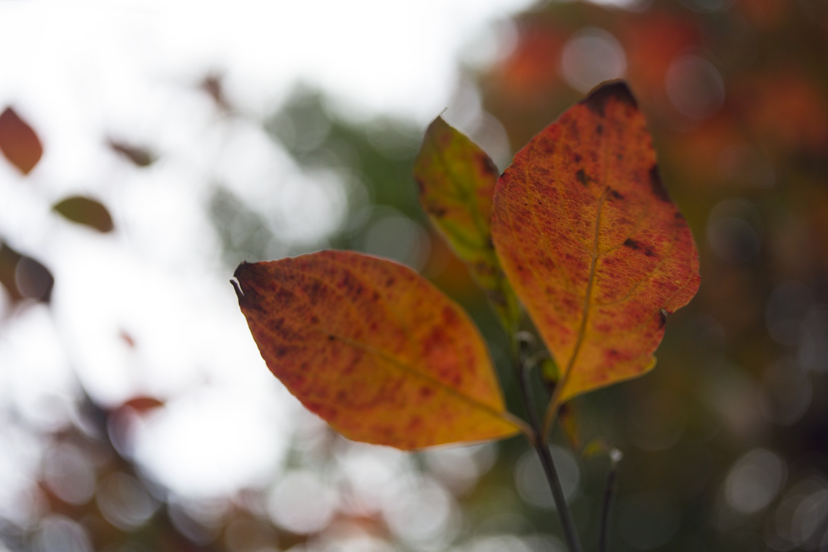 向島百草園 w/ BOYER PARIS SAPHIR «B» 1:3.5 f=50 - 2016年10月23日撮影