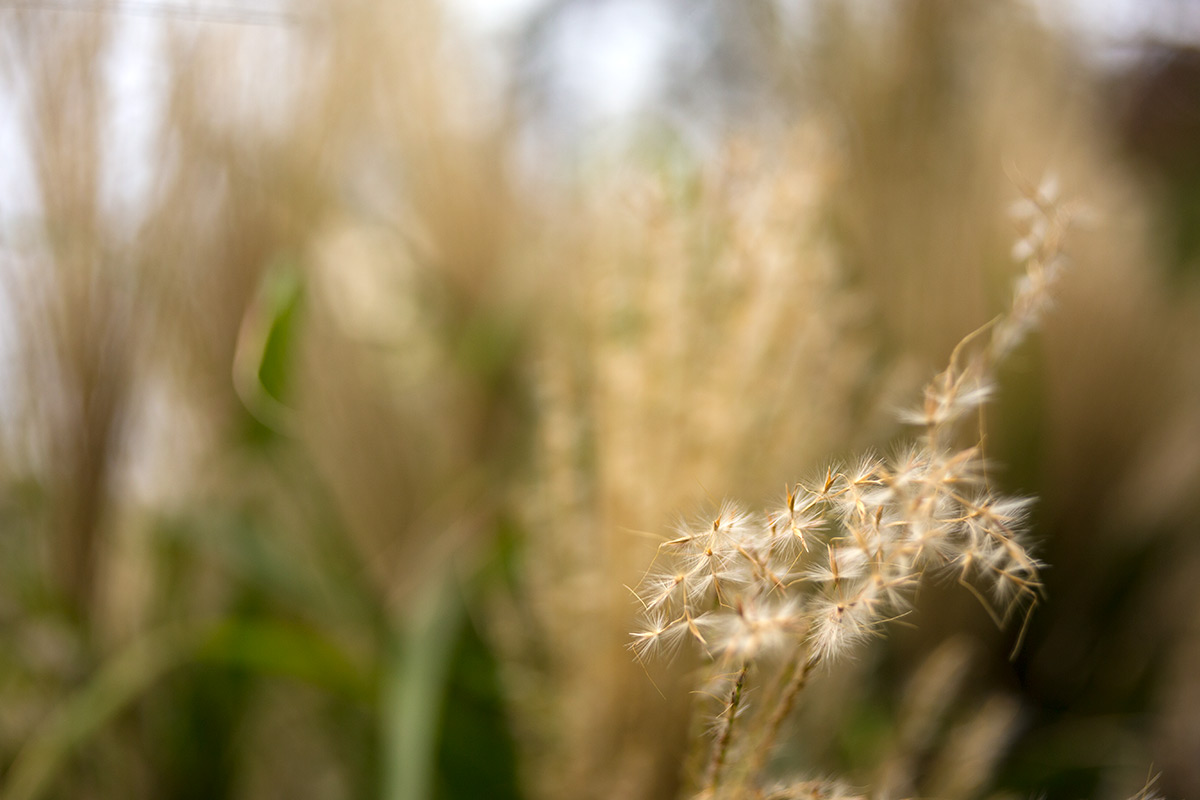 向島百草園 w/ BOYER PARIS SAPHIR «B» 1:3.5 f=50 - 2016年10月23日撮影