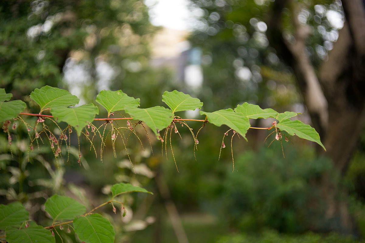 向島百草園 w/ BOYER PARIS SAPHIR «B» 1:3.5 f=50 - 2016年10月23日撮影