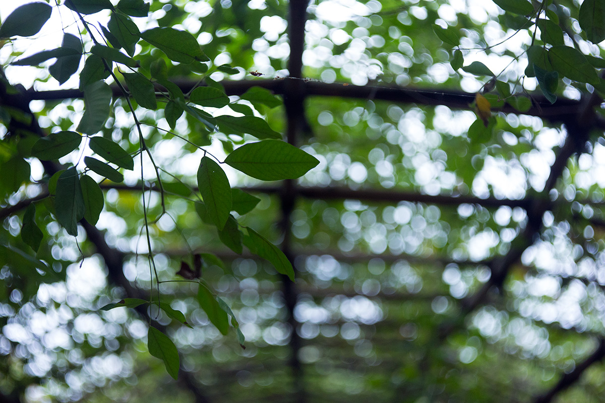 向島百草園 w/ BOYER PARIS SAPHIR «B» 1:3.5 f=50 - 2016年10月23日撮影