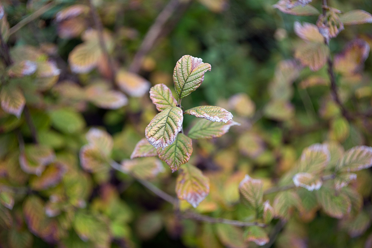 向島百草園 w/ BOYER PARIS SAPHIR «B» 1:3.5 f=50 - 2016年10月23日撮影