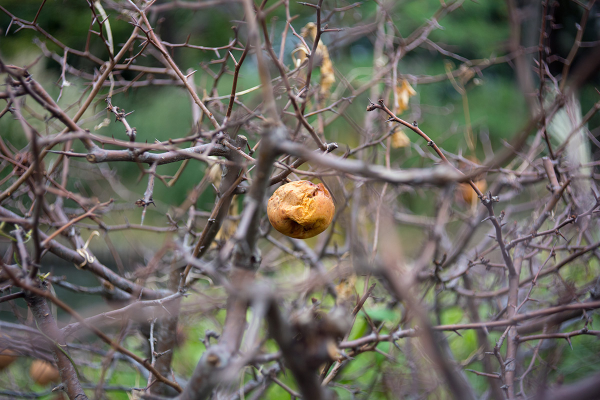向島百草園 w/ BOYER PARIS SAPHIR «B» 1:3.5 f=50 - 2016年10月23日撮影