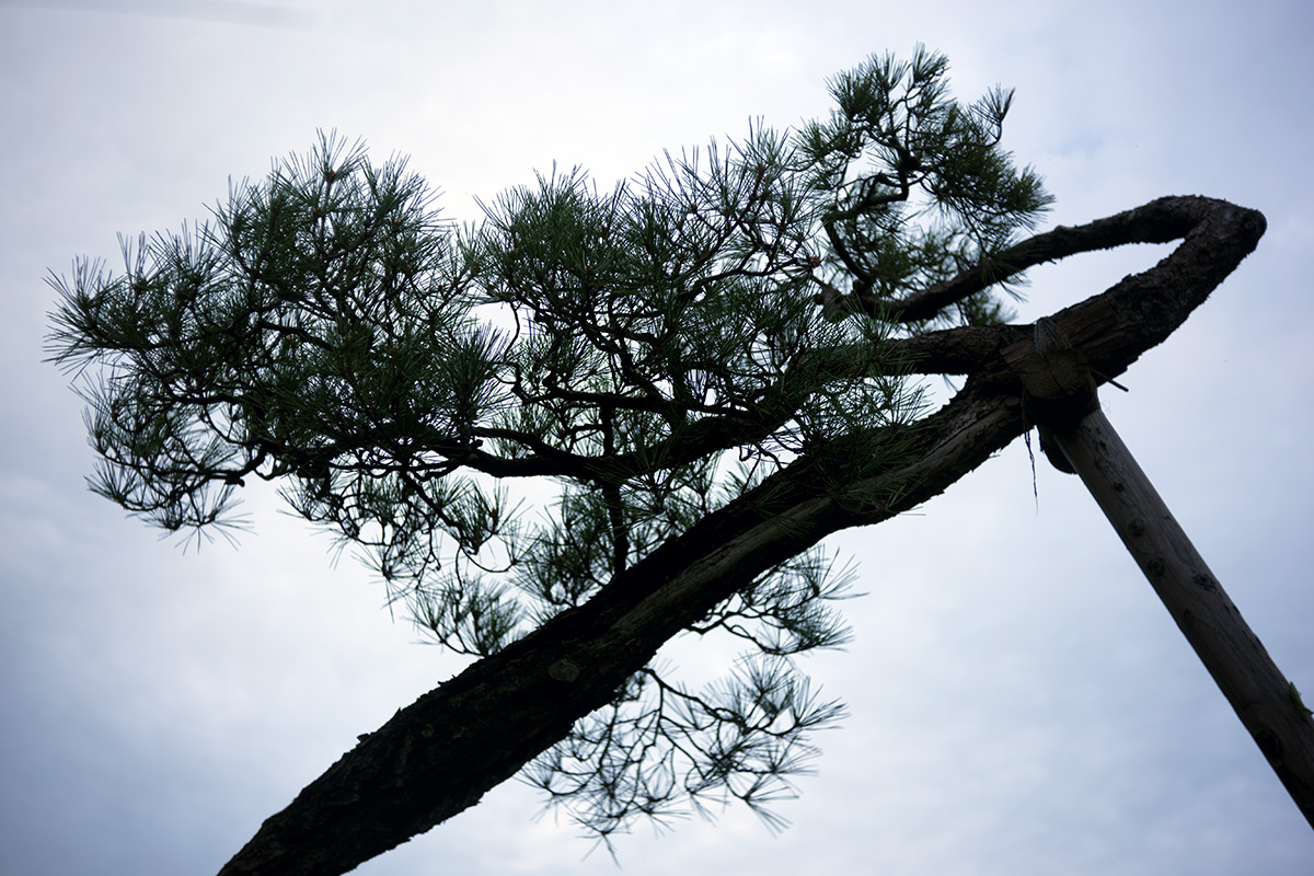 向島百草園 w/ BOYER PARIS SAPHIR «B» 1:3.5 f=50 - 2016年10月23日撮影