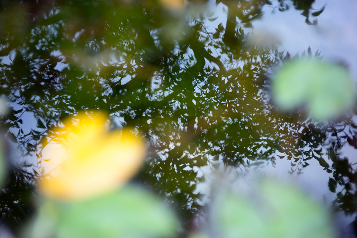 向島百草園 w/ BOYER PARIS SAPHIR «B» 1:3.5 f=50 - 2016年10月23日撮影