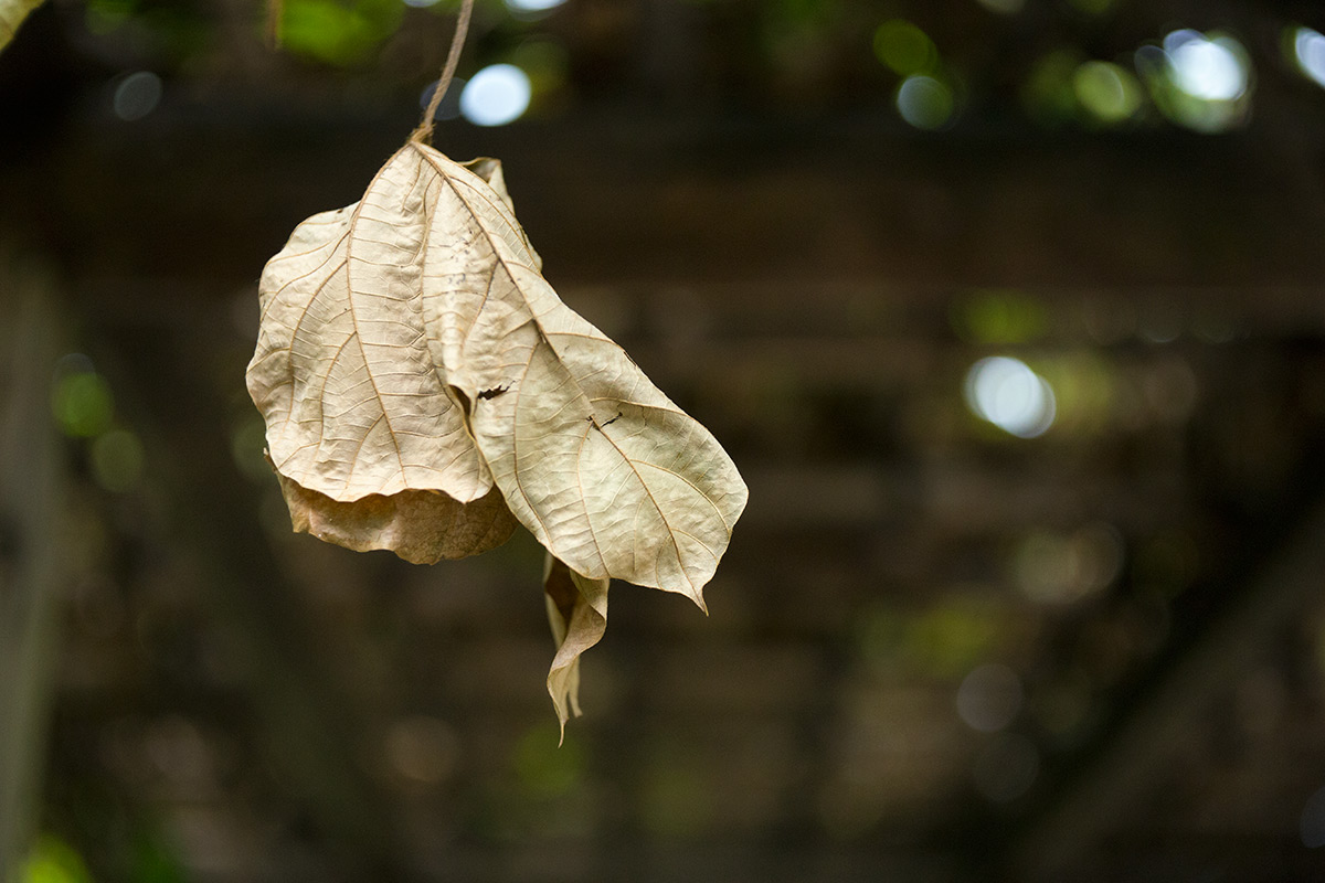 向島百草園 w/ BOYER PARIS SAPHIR «B» 1:3.5 f=50 - 2016年10月23日撮影