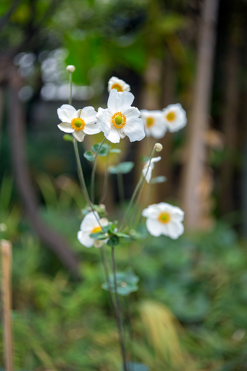 向島百草園 w/ BOYER PARIS SAPHIR «B» 1:3.5 f=50 - 2016年10月23日撮影