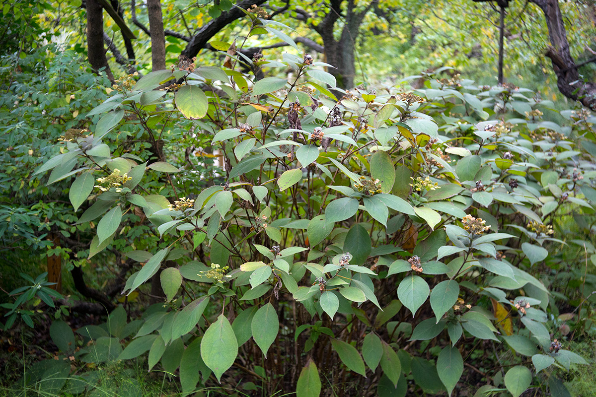 向島百草園 w/ BOYER PARIS SAPHIR «B» 1:3.5 f=50 - 2016年10月23日撮影