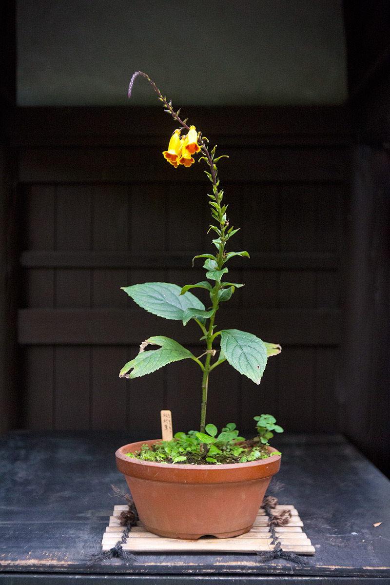 向島百草園 w/ BOYER PARIS SAPHIR «B» 1:3.5 f=50 - 2016年10月23日撮影