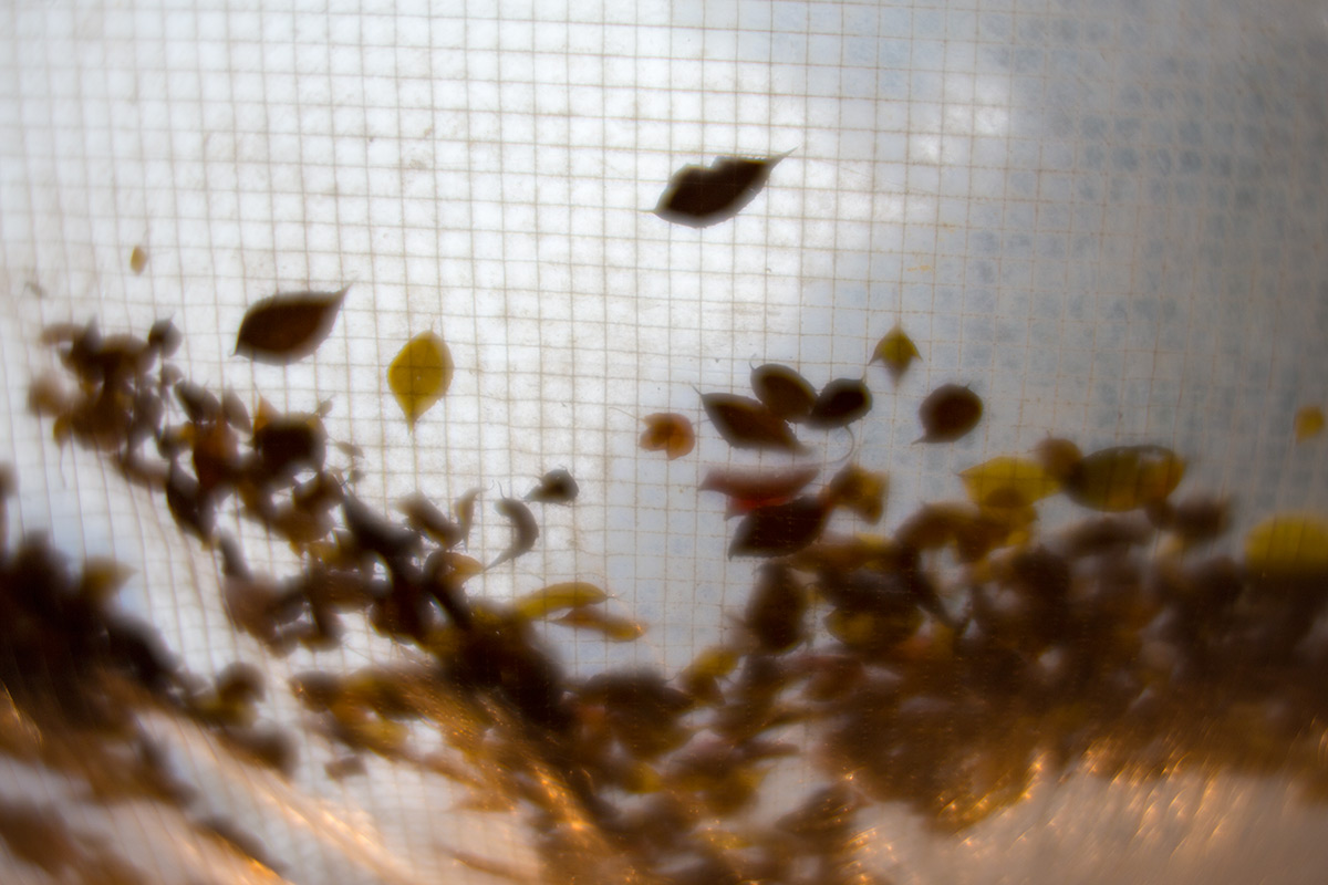 新宿 花園神社の酉の市 w/ Lomography Daguerreotype Achromat 2.9/64 Art Lens - 2016年11月23日撮影