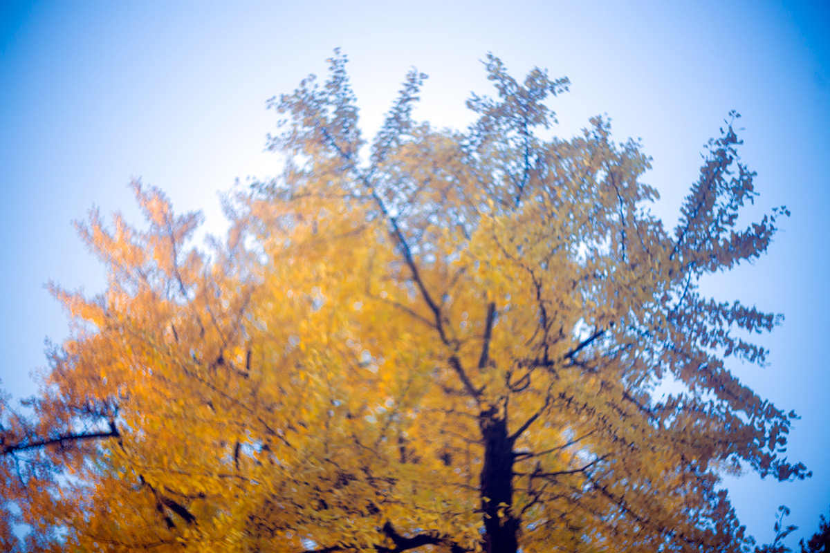 上野恩賜公園 w/ P.ANGENIEUX PARIS F.50 1.8 TYPE S1 - 2016-12-4