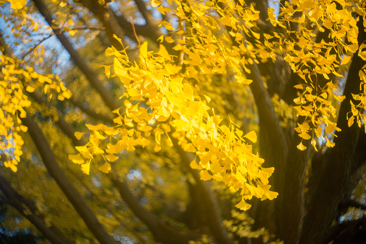 上野恩賜公園 w/ P.ANGENIEUX PARIS F.50 1.8 TYPE S1 - 2016年12月4日撮影