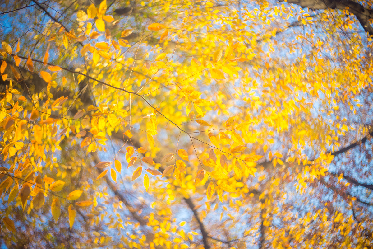 上野恩賜公園 w/ P.ANGENIEUX PARIS F.50 1.8 TYPE S1 - 2016年12月4日撮影