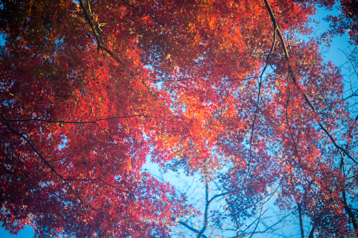 上野恩賜公園 w/ P.ANGENIEUX PARIS F.50 1.8 TYPE S1 - 2016年12月4日撮影