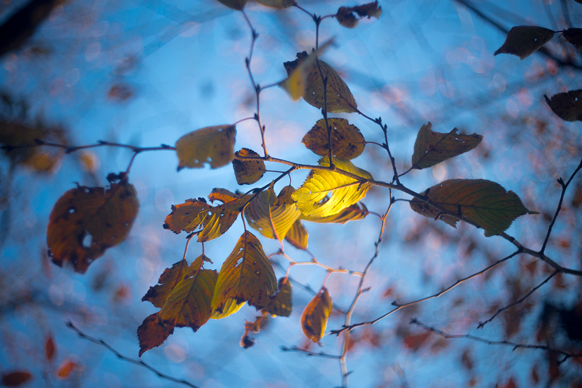 上野恩賜公園 w/ P.ANGENIEUX PARIS F.50 1.8 TYPE S1 - 2016年12月4日撮影