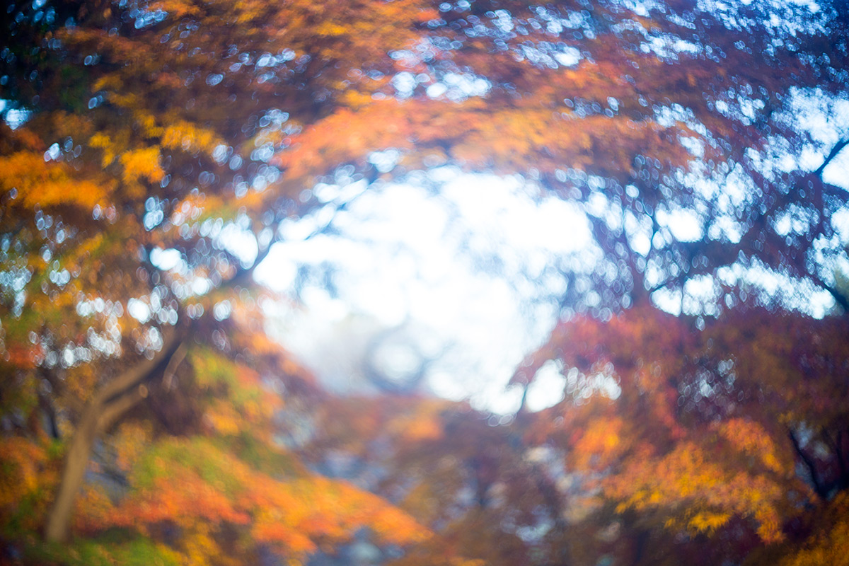 上野恩賜公園 w/ P.ANGENIEUX PARIS F.50 1.8 TYPE S1 - 2016年12月4日撮影