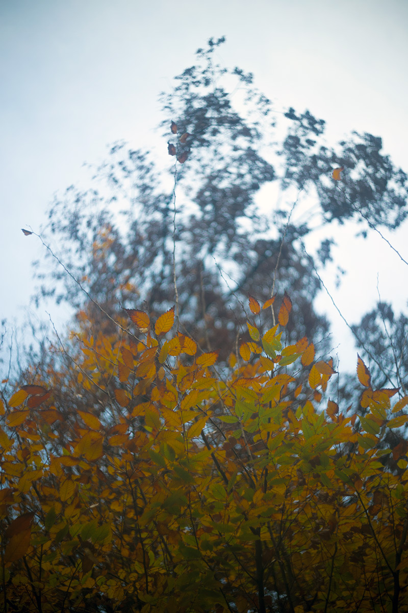 上野恩賜公園 w/ P.ANGENIEUX PARIS F.50 1.8 TYPE S1 - 2016年12月4日撮影