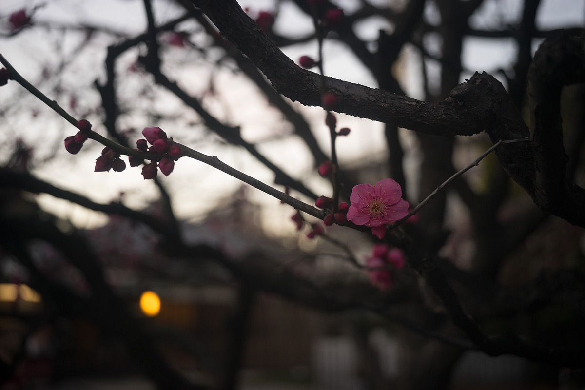 浅草寺界隈 w/ Rokuoh-sha Hexar Ser.1 1:4.5 f=40mm - 2017年1月15日撮影