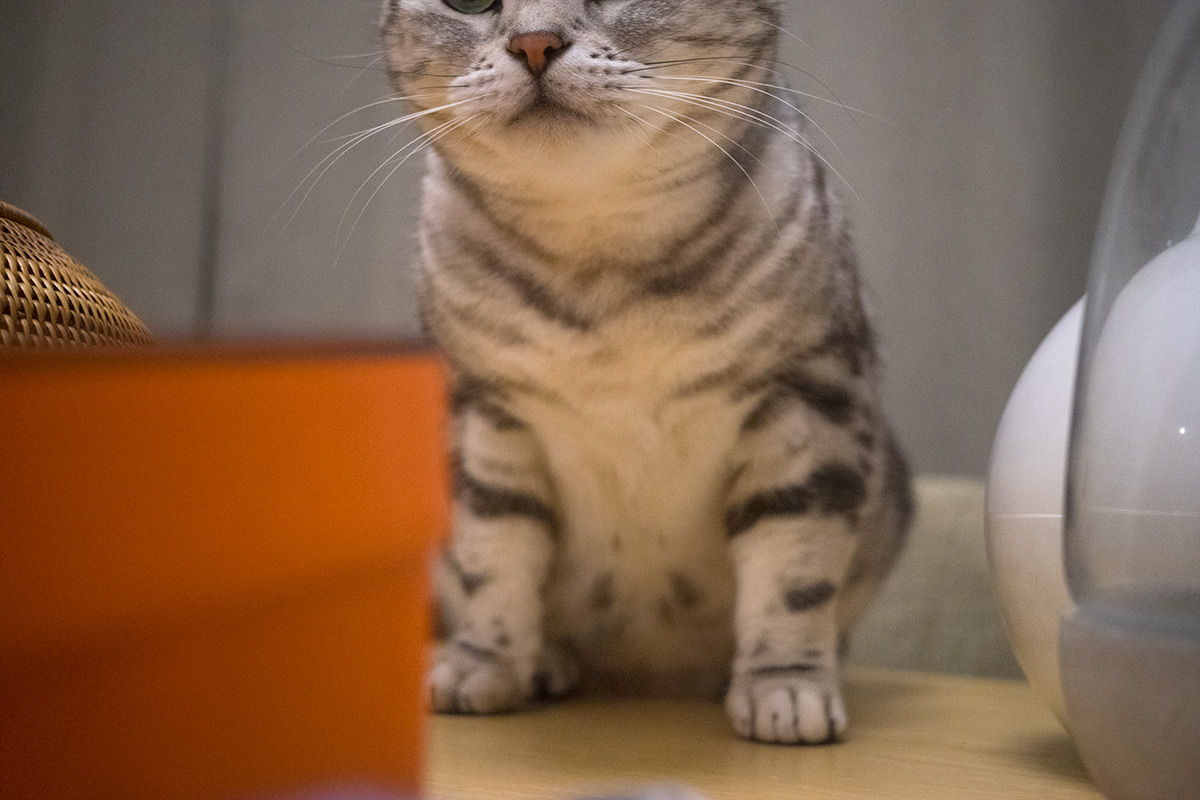 浅草寺界隈 w/ Rokuoh-sha Hexar Ser.1 1:4.5 f=40mm - 2017年1月15日撮影