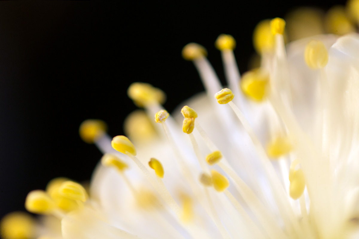 池上梅園 w/ OLYMPUS OM-SYSTEM ZUIKO AUTO-MACRO 38mm 1:2.8 - 2017-1-21
