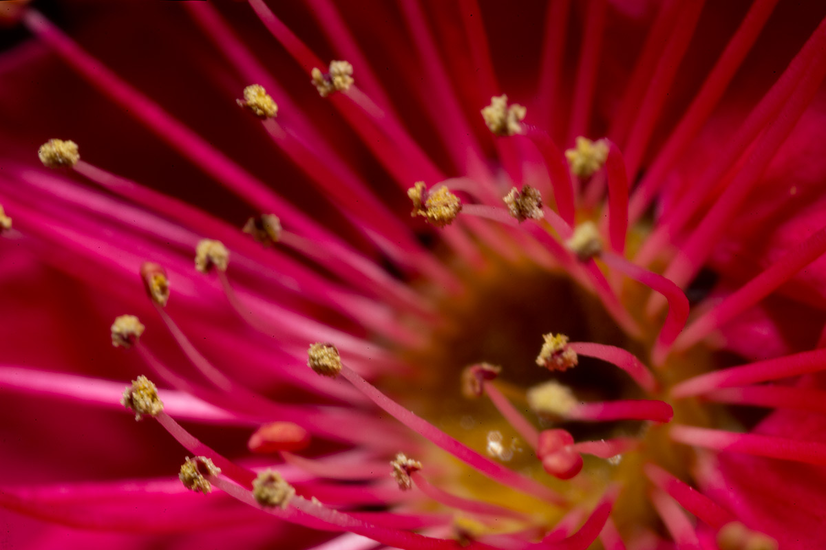 池上梅園 w/ OLYMPUS OM-SYSTEM ZUIKO AUTO-MACRO 38mm 1:2.8 - 2017年1月21日撮影