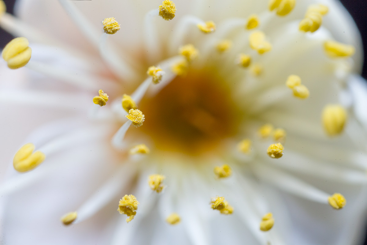 池上梅園 w/ OLYMPUS OM-SYSTEM ZUIKO AUTO-MACRO 38mm 1:2.8 - 2017年1月21日撮影
