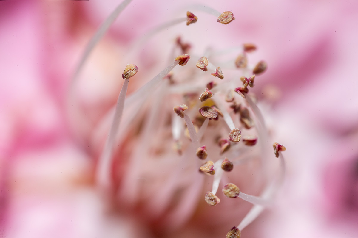 池上梅園 w/ OLYMPUS OM-SYSTEM ZUIKO AUTO-MACRO 38mm 1:2.8 - 2017年1月21日撮影